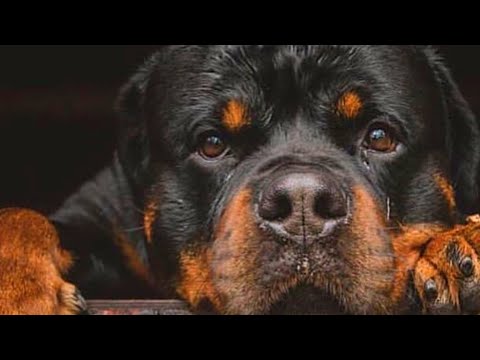 Vídeo: Qual é A Aparência De Um Rottweiler?