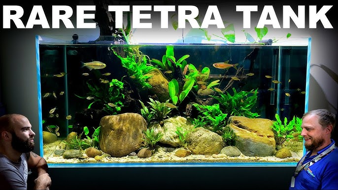 Aquascape Tutorial: NEON TETRA Blackwater Aquarium (How To: Step By Step Fish  Tank Build Guide) 