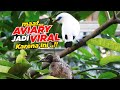 MAAF AVIARY JADI VIRAL,  KARENA INI..!!