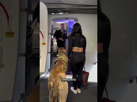 Стюард не ожидал увидеть такого гигантского пса на борту ✈️🐶