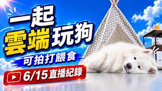 『一起雲端玩狗』可拍打餵食，6/15直播紀錄(薩摩耶多比Dobby is free)