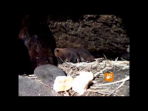 naissance de 4 castors birth of 4 beavers Zoo sauvage de St Félicien ...