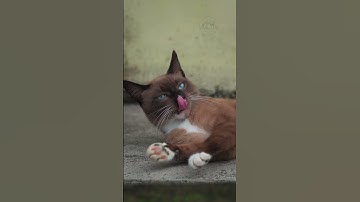 Siamese Cat: The Smart and Sensitive Cat #cat #catlovers #streetcats  #siamesecats #smartcat #shorts
