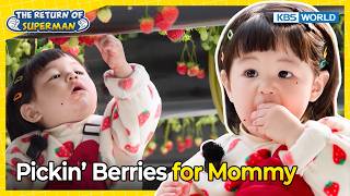 Haru Goes to a Strawberry Farm🍓 [The Return of Superman:Ep.618-5] | KBS WORLD TV 260503