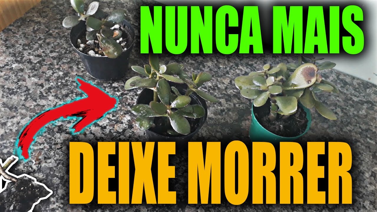 Como cuidar de suculentas que quase morreu por estar com raiz podre (FÁCIL E RÁPIDO) Como cuidar de suculentas que quase morreu por estar com raiz podre (FÁCIL E RÁPIDO)