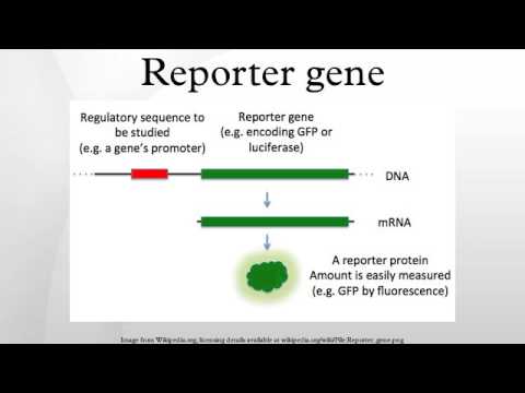 Vídeo: Diferença Entre Marcador Selecionável E Gene Repórter