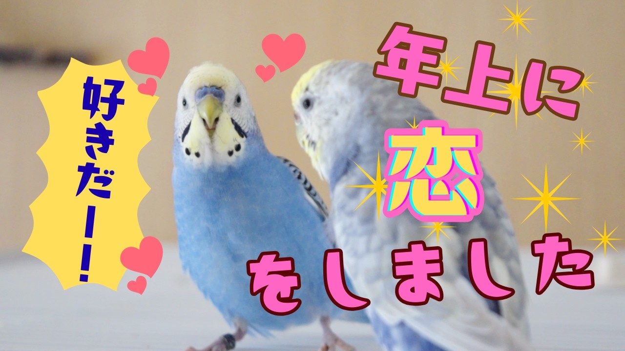 幼児の頃からストーカー気質のセキセイインコ