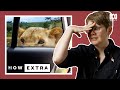 How smart are lions  reaction  how extra love edition  abc science