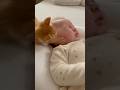 Kitten Hits the Baby… Mama Cat Fixes It with Licks😻😻😻 #catsoftiktok #cute #viral #fyp #cat