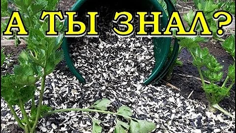 Шелуха СЕМЕЧЕК на огороде: польза или вред?