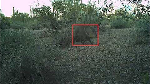 Small group of collared peccary (javelina) running through creosote west of Tucson on 02-28-2022.