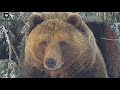 Просто полюбуйтесь...🐻💗/Bear Mansur