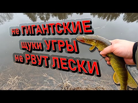 не ГИГАНТСКИЕ щуки УГРЫ ; День шнура на реке Угра