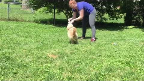 Playing Tug and How To Teach your Dog the Drop Command / Lead the Way K9 Charlottesville, VA