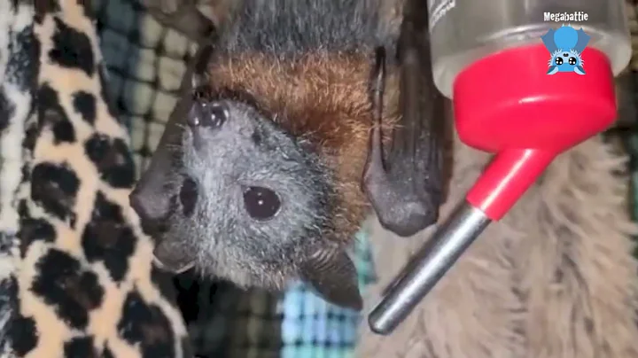Baby flying-fox in minicreche:  this is Billi Maree growing up