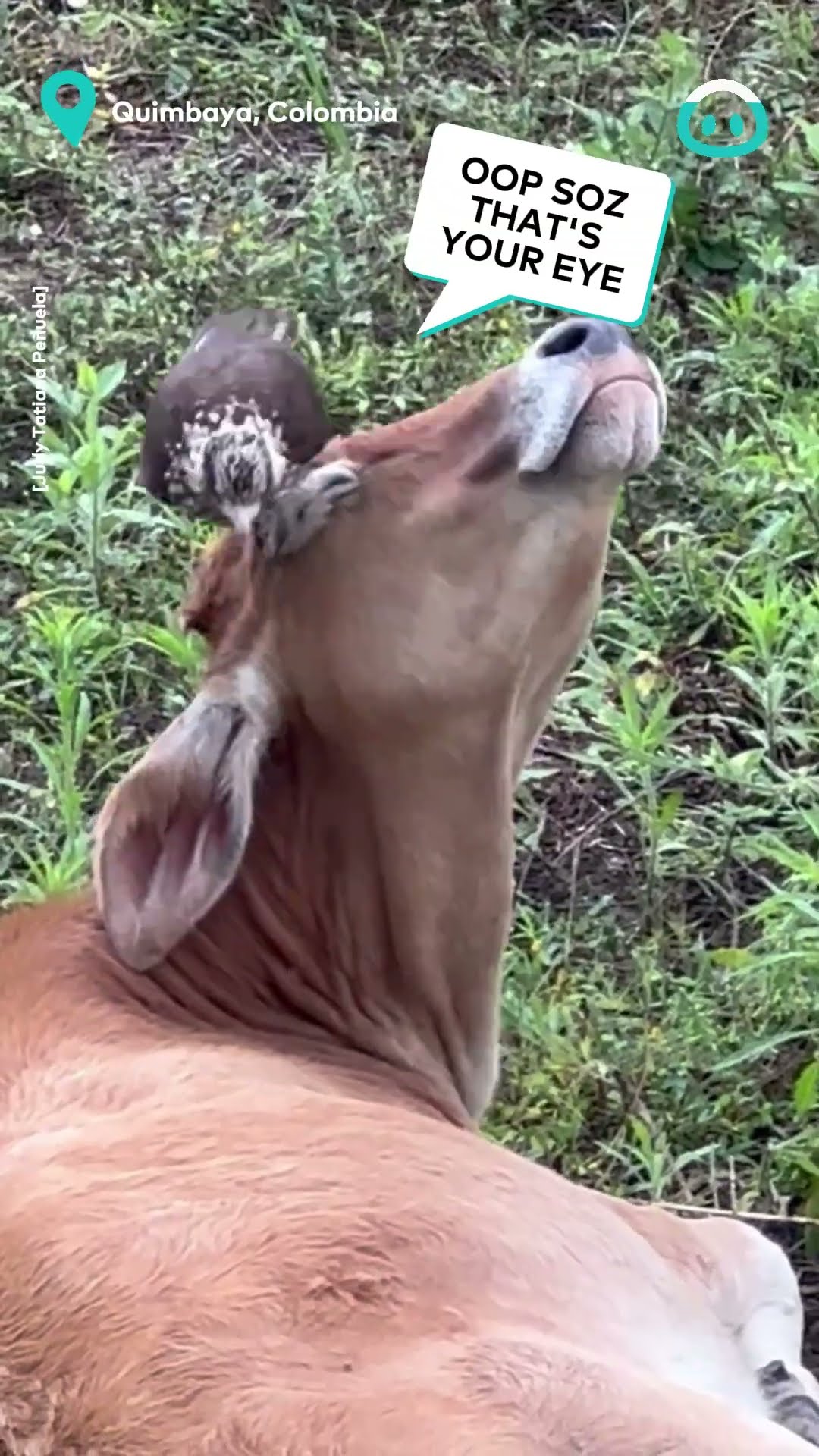Bird Pampers Resting Cow || ViralHog