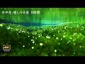 4K + 優しい水中音 / 冷たい湧水の水面下で咲く可愛い花 / 水中花 梅花藻 醒ヶ井宿 水中花総集編8時間