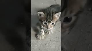 Video 11 - Château Cat Rescue Patrol!