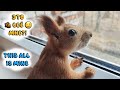 Рай для любой белки!!! Вокруг столько орешков.....!!!😍🐿️ The squirrel has lunch