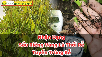 Nhận dạng sầu riêng vàng lá thối rễ và tuyến trùng