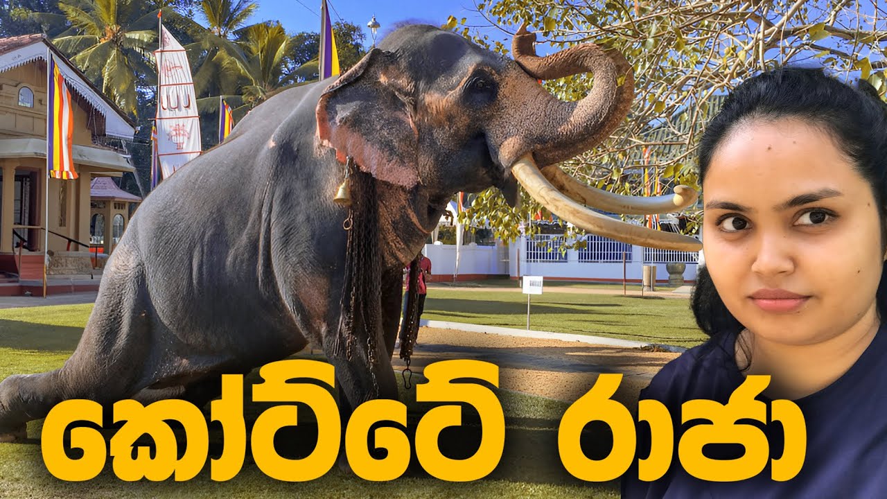 නුවර පෙරහැරට ආව කෝට්ටේ රාජා 🐘🌿 | අගනුවර අග රජු 💦