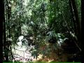 Sinharaja Forest Reserve - Sri Lanka - الغابة المطيرة سينهاراجا - سريلانكا