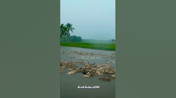 آيات من سورة إبراهيم - القارئ ريان المحيسني