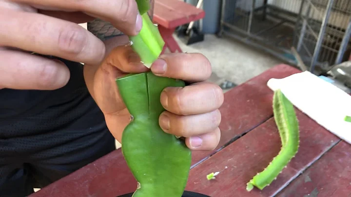 How to Cleft Graft a Dragon Fruit Part 1