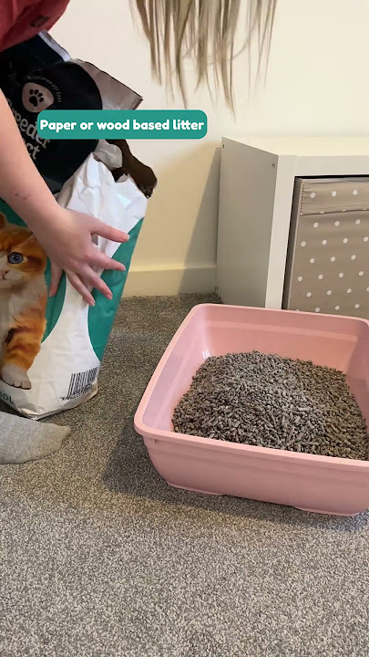 Bunny Litter Training