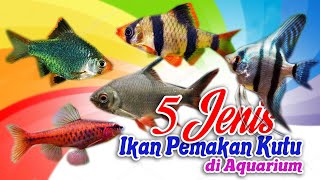 5 Jenis Ikan Hias Aquarium, Pembasmi Kutu dan Jamur di Aquarium, Terampuh