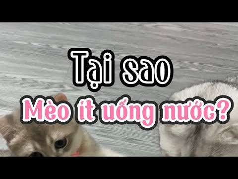 Video: Tại sao mèo thích uống nước từ vòi nước?