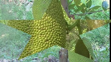 Cây giống mít Thái