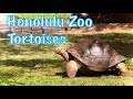 Tortoises at the honolulu zoo  waikiki hawaii  virtual tour  bret kilauea