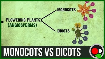 Monocots vs Dicots Explained