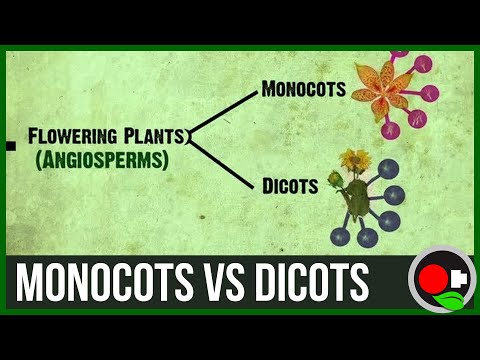 Monocots vs Dicots Explained