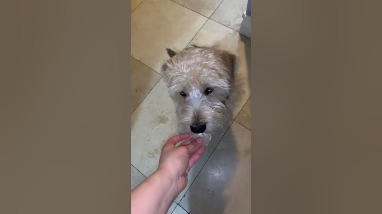 Making Chicken Broth Dog Treats is REALLY Easy(and SUPER Healthy for