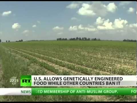וִידֵאוֹ: האם זרעי מורס מעבורת ללא GMO?