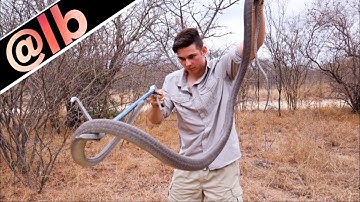MASSIVE Black Mamba! How Dangerous Is It?