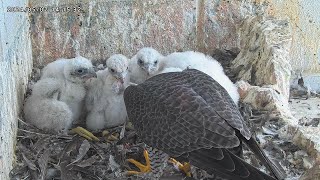 Osaka Peregrine Falcons/20240502/ 4th feeding