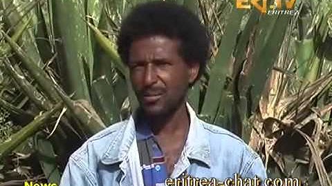Eritrean English News Senafe Sub Zone Water Conservation Campaign