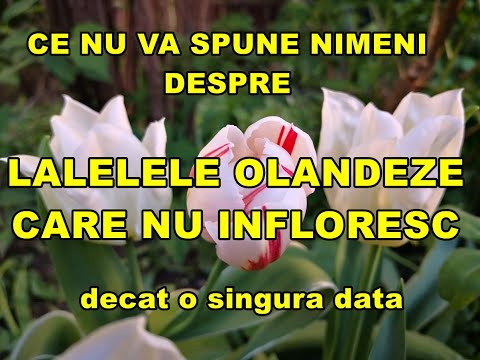 Adevărul despre lalelele care nu infloresc