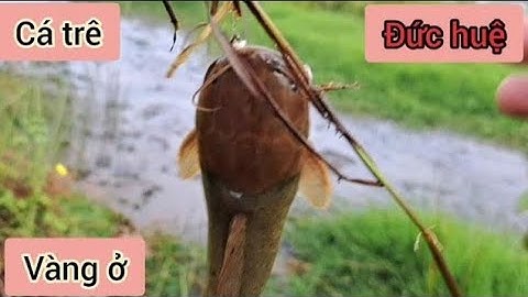 một chuyến đi câu ở đức huệ rô trê cá lốc cùng anh em ở long hoa@Hungvlog430 t22