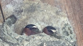 Fast Mud Delivery - Cliff Swallows Fort Constitution - July 13, 2019