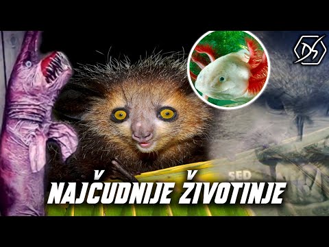 Video: Životinje S Vrijednim Krznom