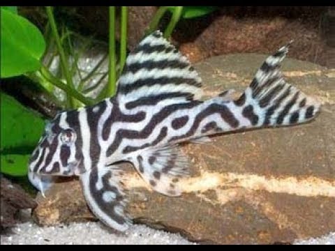 Zebra Pleco (Hypancistrus zebra) Fish Profile