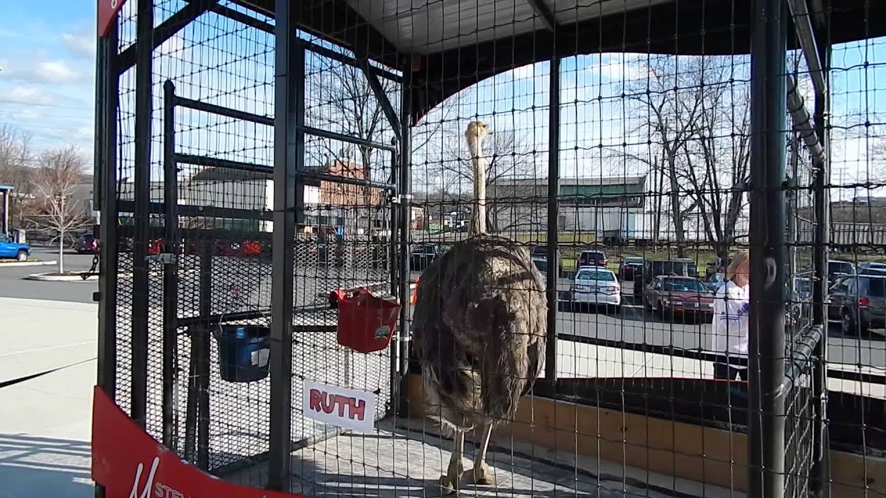 reading fightin phils ostrich