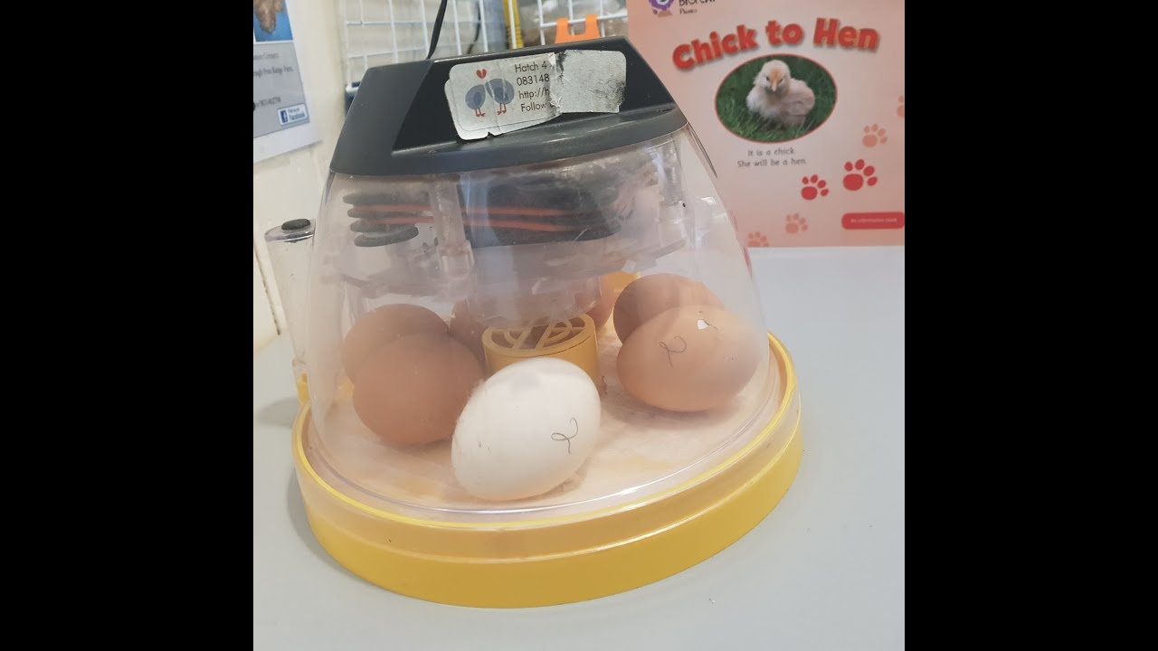 How Does an Egg Hatch? YouTube