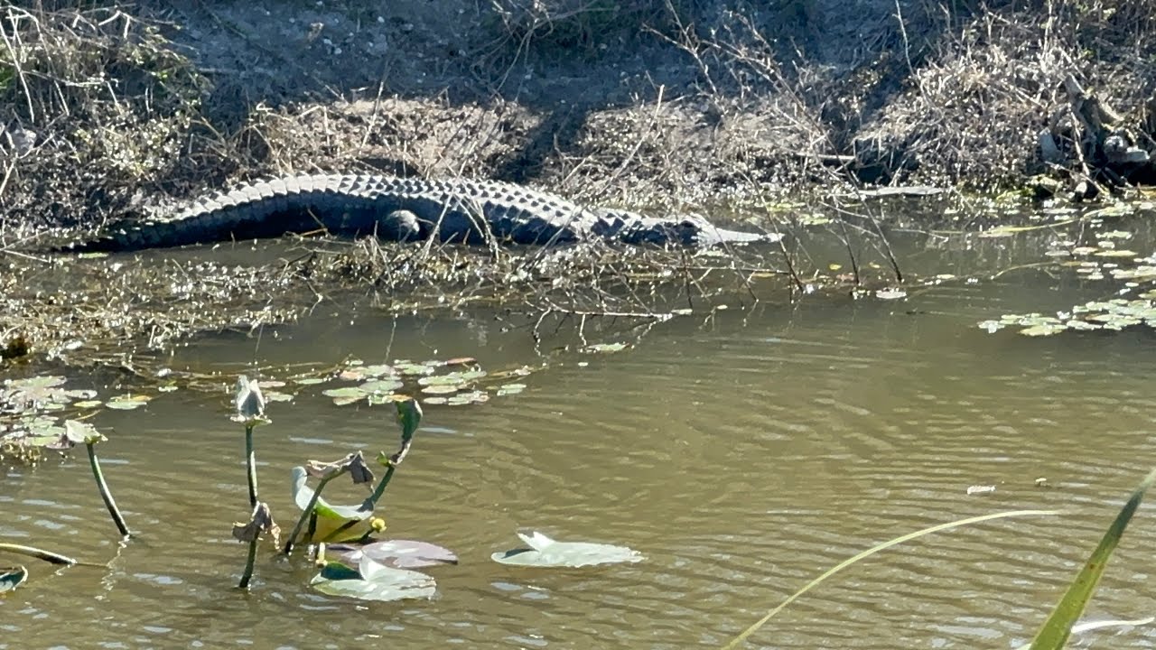 Take a relaxing stroll with me around the outer trail at Dyer Park WPB Florida. Wild gators spotted!