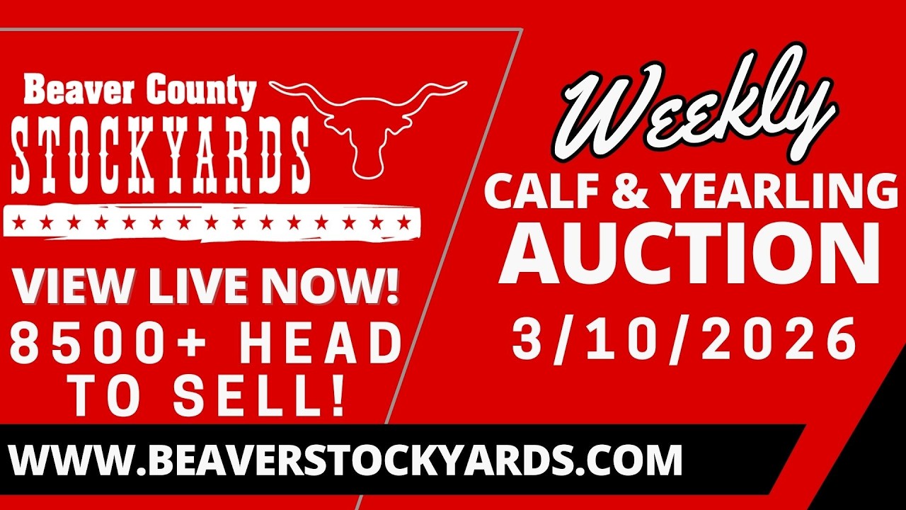 3/10/2026 - Calf & Yearling Auction- Beaver County Stockyards