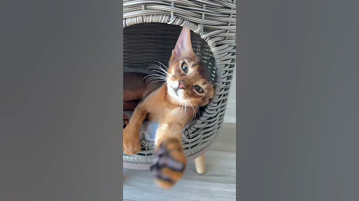 Video 11123711: cat abyssinian funnycats, abyssinian catlover, cute abyssinian cat, female abyssinian, royal cats